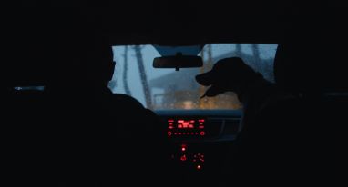 Dead Dog by Sarah Francis — Metropolis Cinema